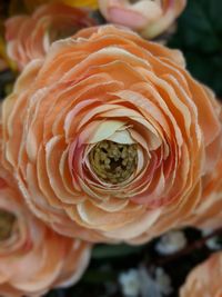Close-up of rose