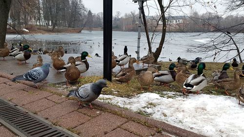 Birds in a winter