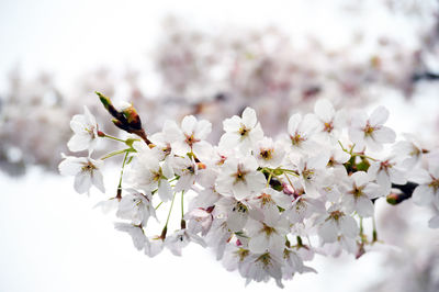 Close-up of white cherry blossom tree