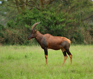 Side view of giraffe on land