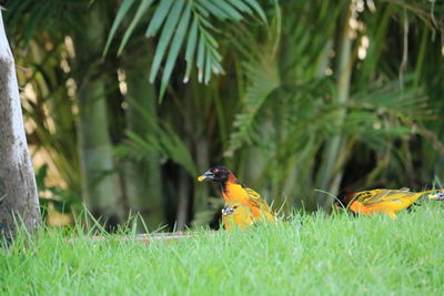 Weaver bird, ploceinae in the grass under palm trees while eating grains