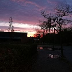 Silhouette of trees at sunset