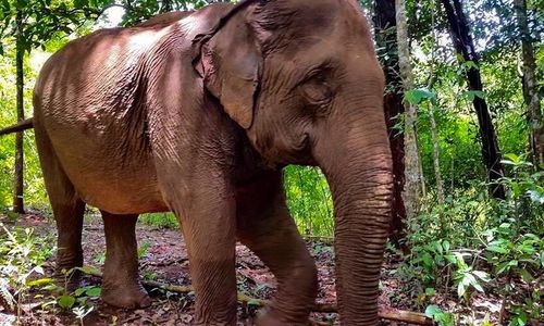 View of elephant in forest