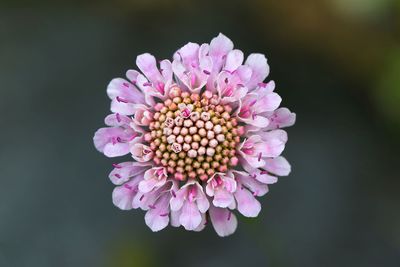 Close-up of pink flower