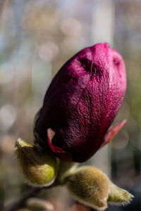 Close-up of pink flower buds