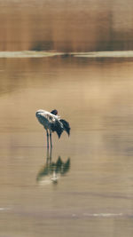 Bird drinking water