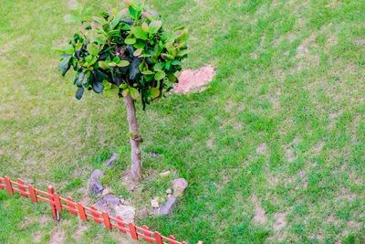 High angle view of tree on field