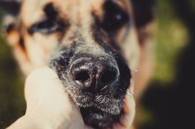 Close-up of hand holding dog