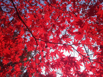 Low angle view of maple tree