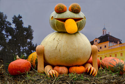 View of pumpkins