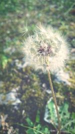 Close-up of dandelion flower