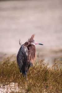 Funny reddish egret wading bird egretta rufescens having a bad hair day with ruffled feathers 