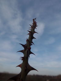 Low angle view of cactus plant against sky