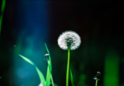 Close-up of flower against blurred background