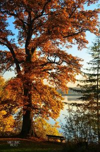 Trees in park