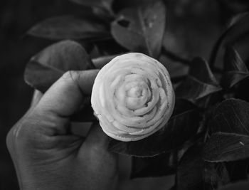 Close-up of hand holding rose flower