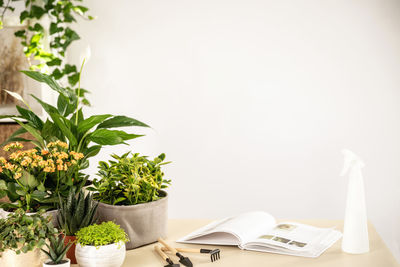 Potted plant on table