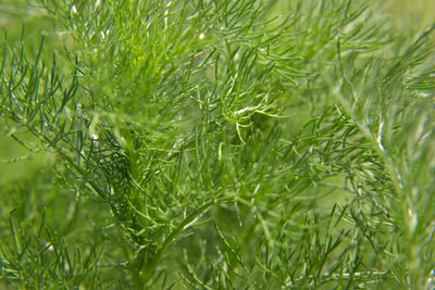 Close-up of pine tree