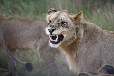 Portrait of lion yawning