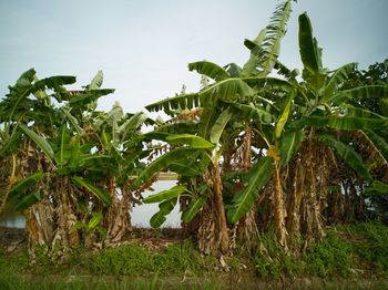 Plants growing on field against sky