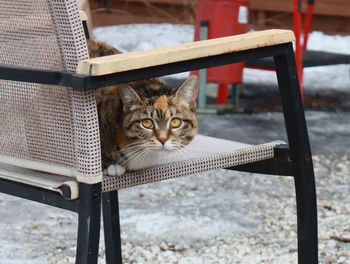 High angle view portrait of a cat