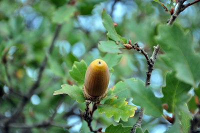 Close-up of a bird on branch