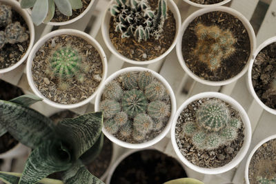 Close-up of potted plants