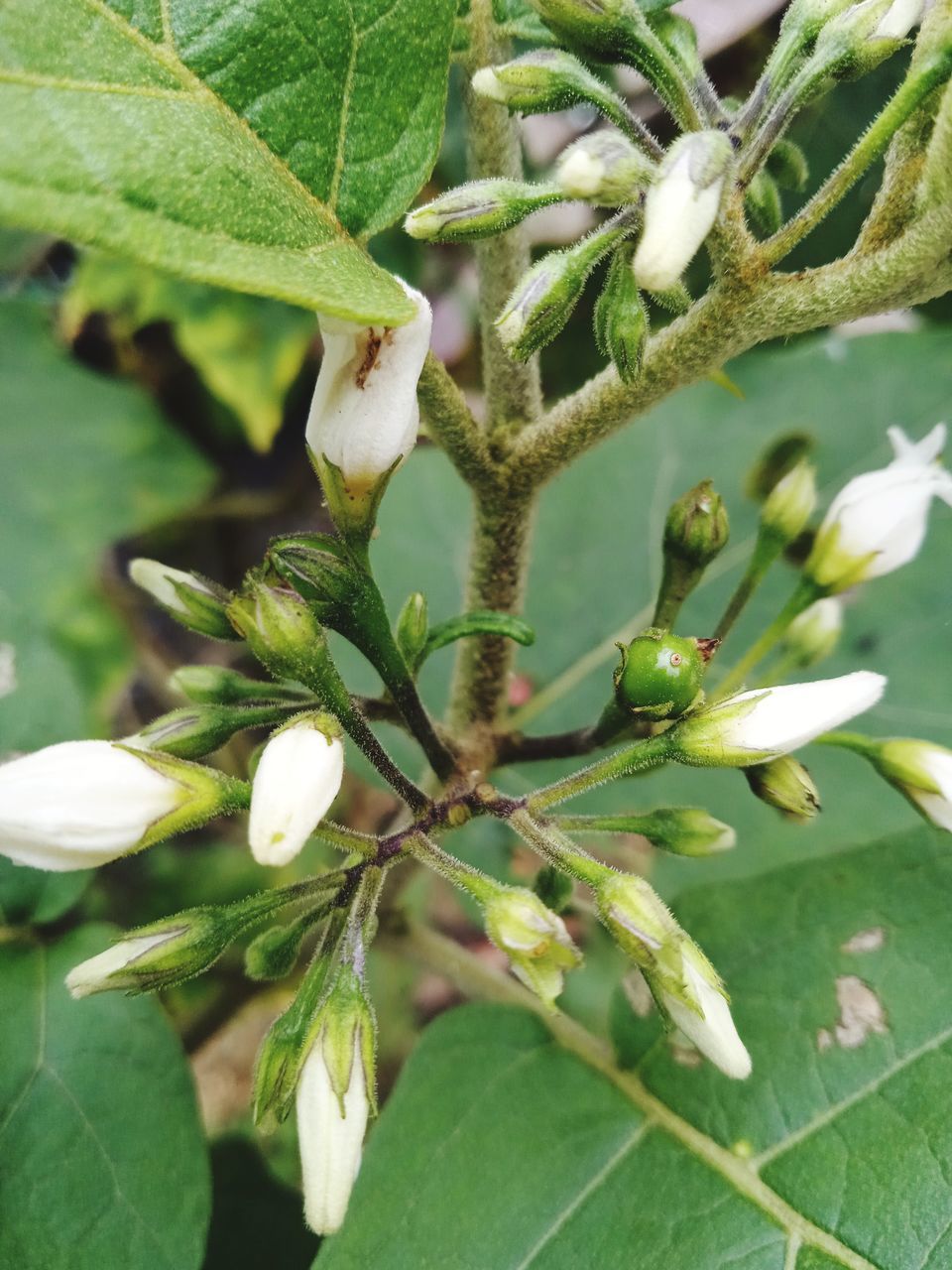 CLOSE-UP OF FRESH FRUITS ON TREE