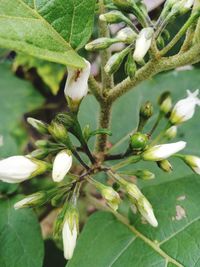 Close-up of berries growing on tree