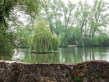 Reflection of trees in lake