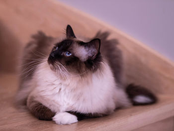 Close-up of a cat looking away