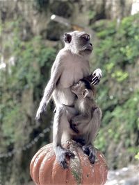  monkey mother in monkey son