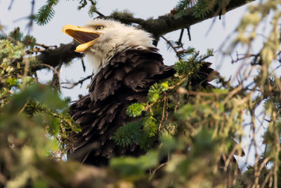 Low angle view of eagle perching on branch