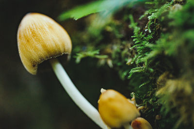 Close up view of bright yellow mushroom cap