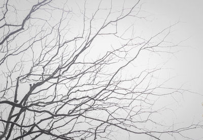 Low angle view of bare tree against clear sky