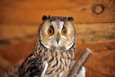 Close-up portrait of owl on wood