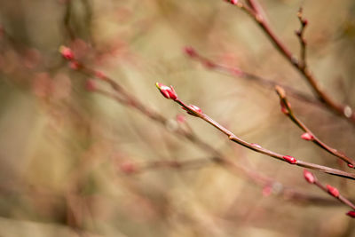 Close-up of red flowering plant