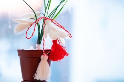 Close-up of flower blooming outdoors