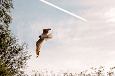 Low angle view of bird flying against sky