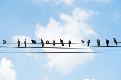 Birds on wires with blue sky  background