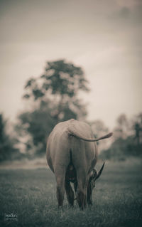 View of a horse on field