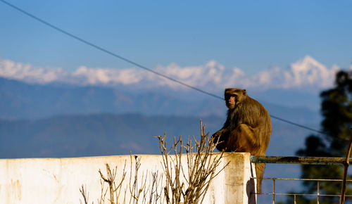 Monkey perching on a tree against sky