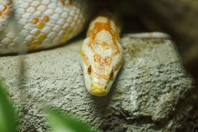 Corn snake is a popular snake.