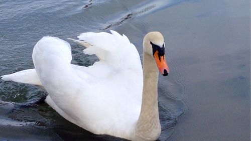 Swan in calm water