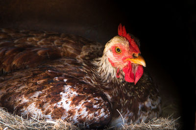 Close-up of a bird