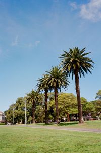 Palm trees on field against sky
