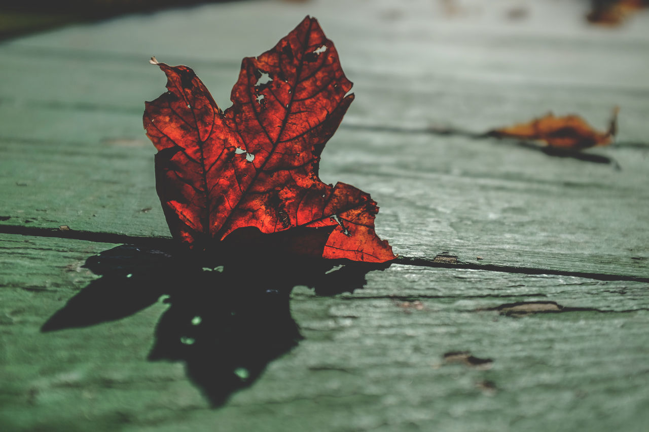 leaf, close-up, season, autumn, focus on foreground, fragility, change, nature, dry, leaf vein, red, maple leaf, natural pattern, selective focus, beauty in nature, leaves, day, outdoors, no people, orange color