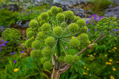 Close-up of flowering plant