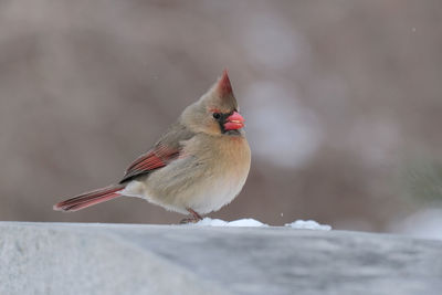 Close-up of bird perching on wall