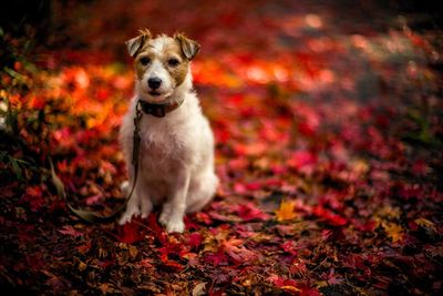 Portrait of dog on field during autumn